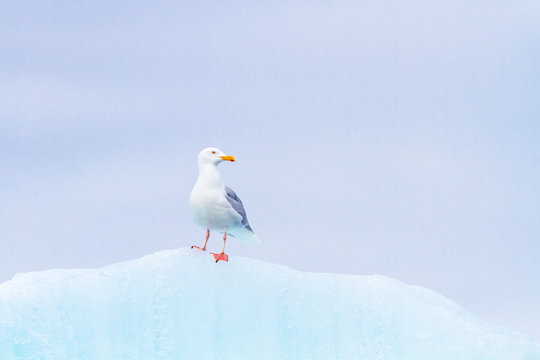 A glaucous gull