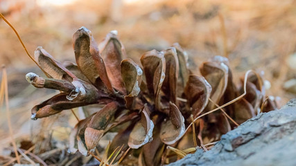 Pine Cone - Macro Photography