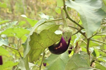 Purple eggplants in garden