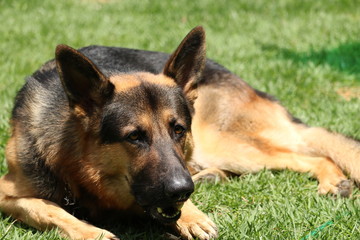 german shepherd posing for the camera