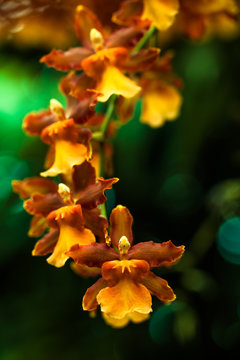 Orchid Conga line