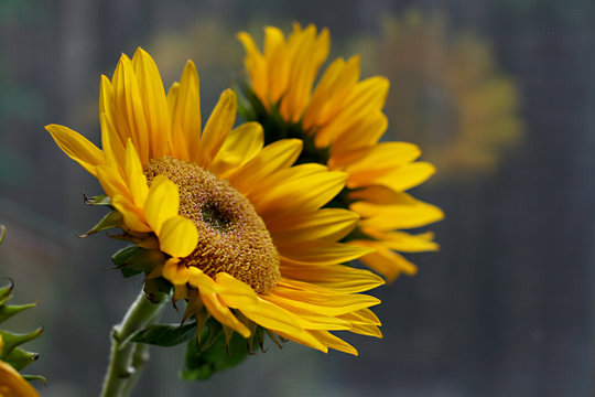Yellow Sunflowers with reflection in window
