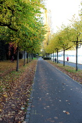 Allee am Bonner Rheinufer im Spätsommer