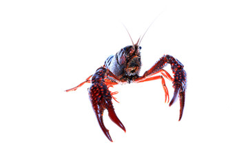 Crawfish