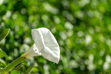Datura(Moonflower,Devil’s trumpet)
