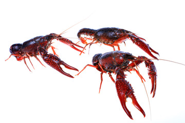 Crawfish