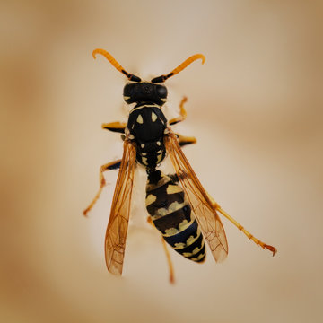 Wasp