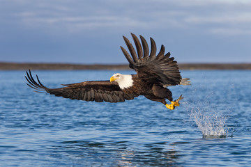 Bald eagle catching fish with wings spread forward on Alaska	