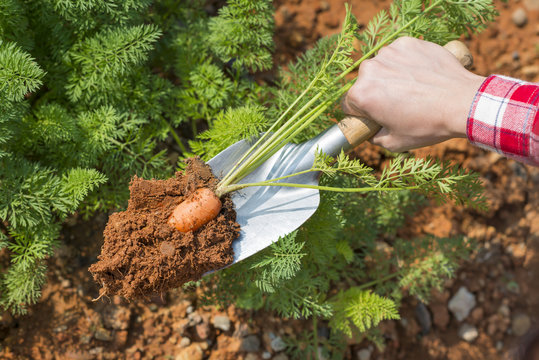 Person digging up fresh carrots