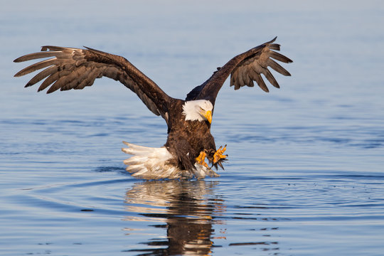 Bald eagle catching fish with talons extended in Alaska