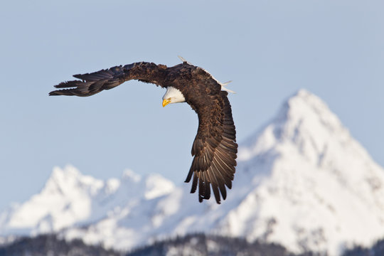 Bald eagle flying and banking with snow capped mountains in background in Alaska