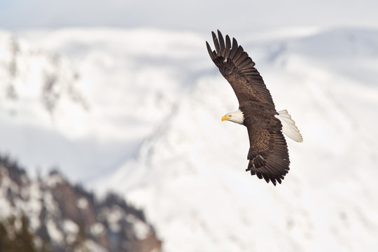 Bald eagle flying and banking with snow capped mountains in the background in Alaska