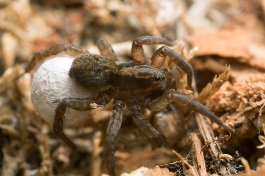 Macro photo of a female wolf spider with eggsack.