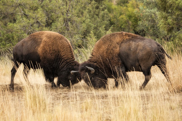 Bison Bull Fight © Brett