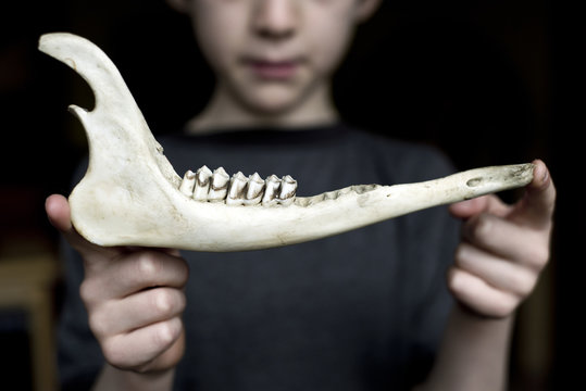 Boy holding deer jaw bone