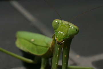 Mantis on Tile Floor