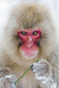 Young Japanese macaque (Macaca fuscata) / Snow monkey, Joshin-etsu National Park, Honshu, Japan