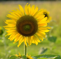 Close-up of sunflower in the field with morning sunlight,natural concept.