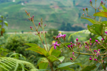 Bright pink wild flowers with rural landscape on the background