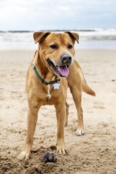 Joyful Dog on Winter Beach