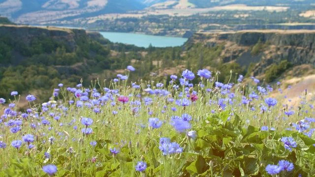 Field bloom of blue bachelor's button cornflower and Columbia River 2 Rowena Crest Columbia River Gorge Wildflower Meadow