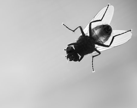 Macro of a Housefly on Glass