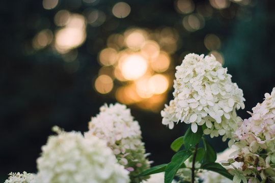 Hydrangeas