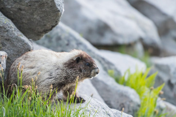Marmot Tucked Under Boulder in Field