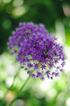 Allium with boken