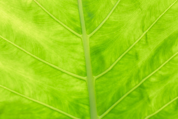 Abstract leaf texture, leaf background .for copy space , leaf motifs occurs natural