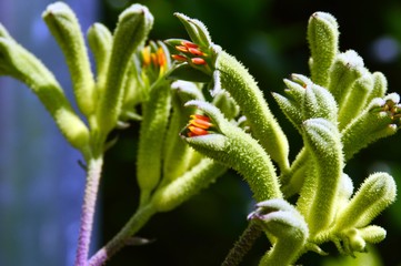 Kangaroo Paw starting to bloom