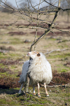Sheep scratching its head against a young tree