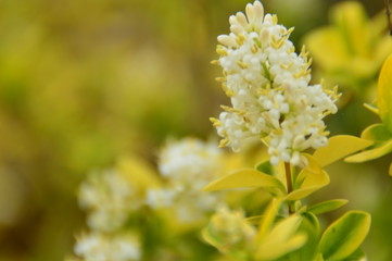 Yellow and White compliment
