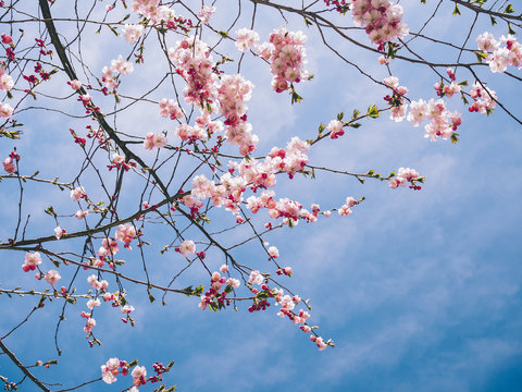 Sakura Images – Browse 973,136 Stock Photos, Vectors, and Video | Adobe ...