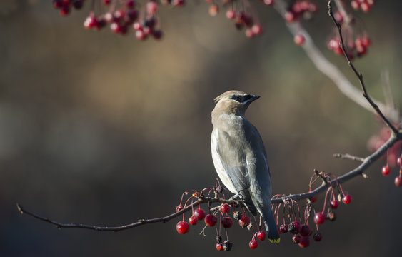 Cedar Waxwing Perched on Crabapple Tree