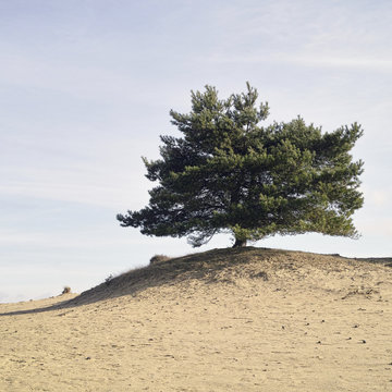 Lonely pine tree in eroded sandy landscape
