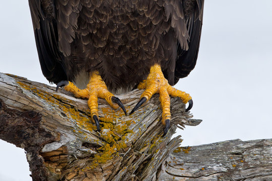 Close Up Of Bald Eagle Talons On Driftwood