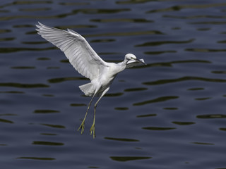 Fototapeta na wymiar Little Egret Landing
