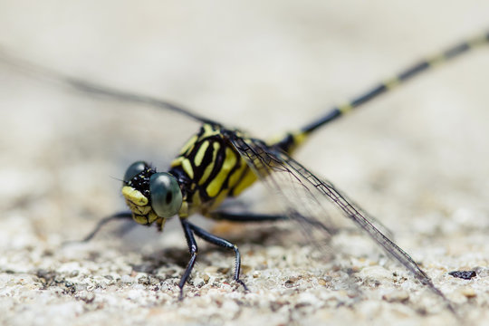 Macro of yellow and black dragonfly