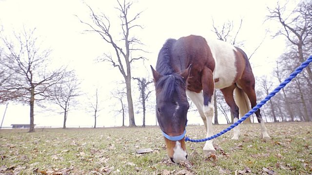 Paint horse on lead rope feeding on pasture low angle view 4K