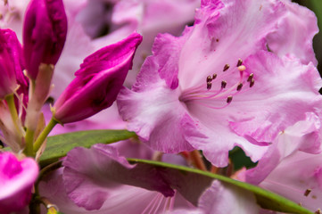 Pink Rhododendrons