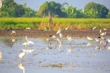 Egrets birds on rice field