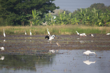 Egrets birds on rice field