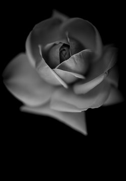 white rose