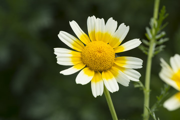 Fototapeta premium Glebonis Coronaria Chrysanthemums - White and yellow daisies