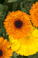 Group Various Orange and Yellow Double Calendula Officinalis