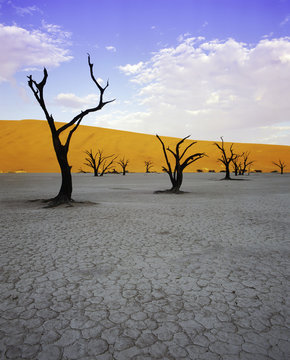 Dead trees and orange sand dunes, Dead Vlei,  Sossusvlei dune fi
