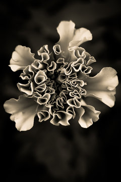 Close up of geranium flower