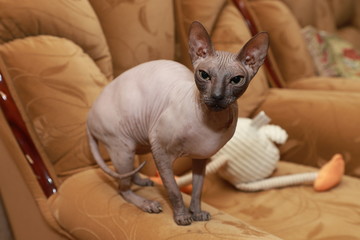 Sphynx cat