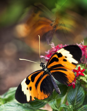 Numata Longwing Butterfly on Flowers as Another Lands with Motio